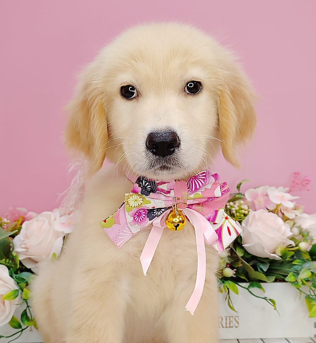 Golden Retriever 黄金猎犬