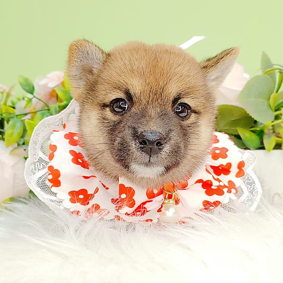 Shiba inu 柴犬