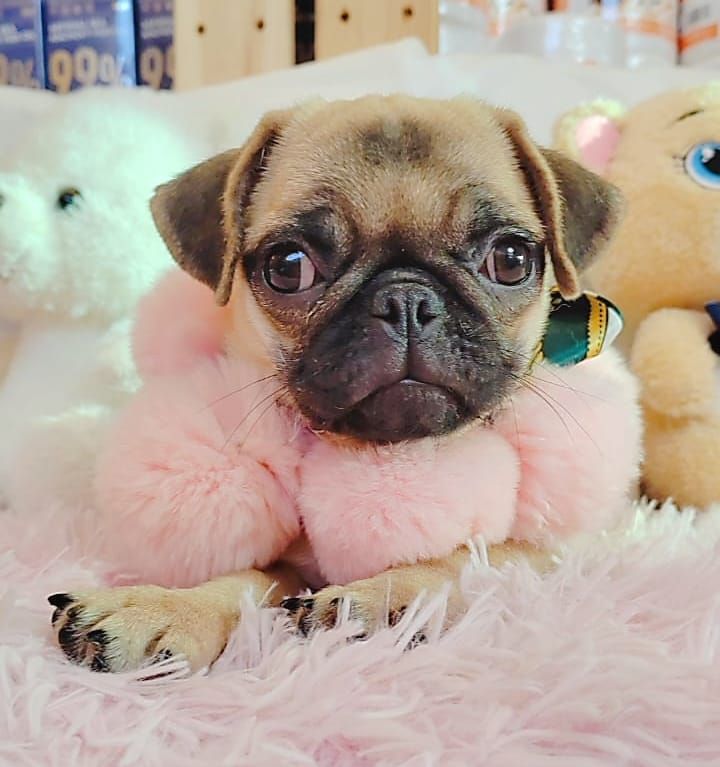 Pug 巴哥