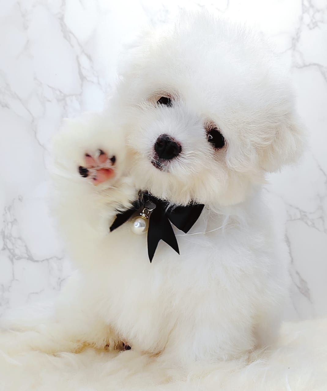 Maltipoo 马尔泰迪