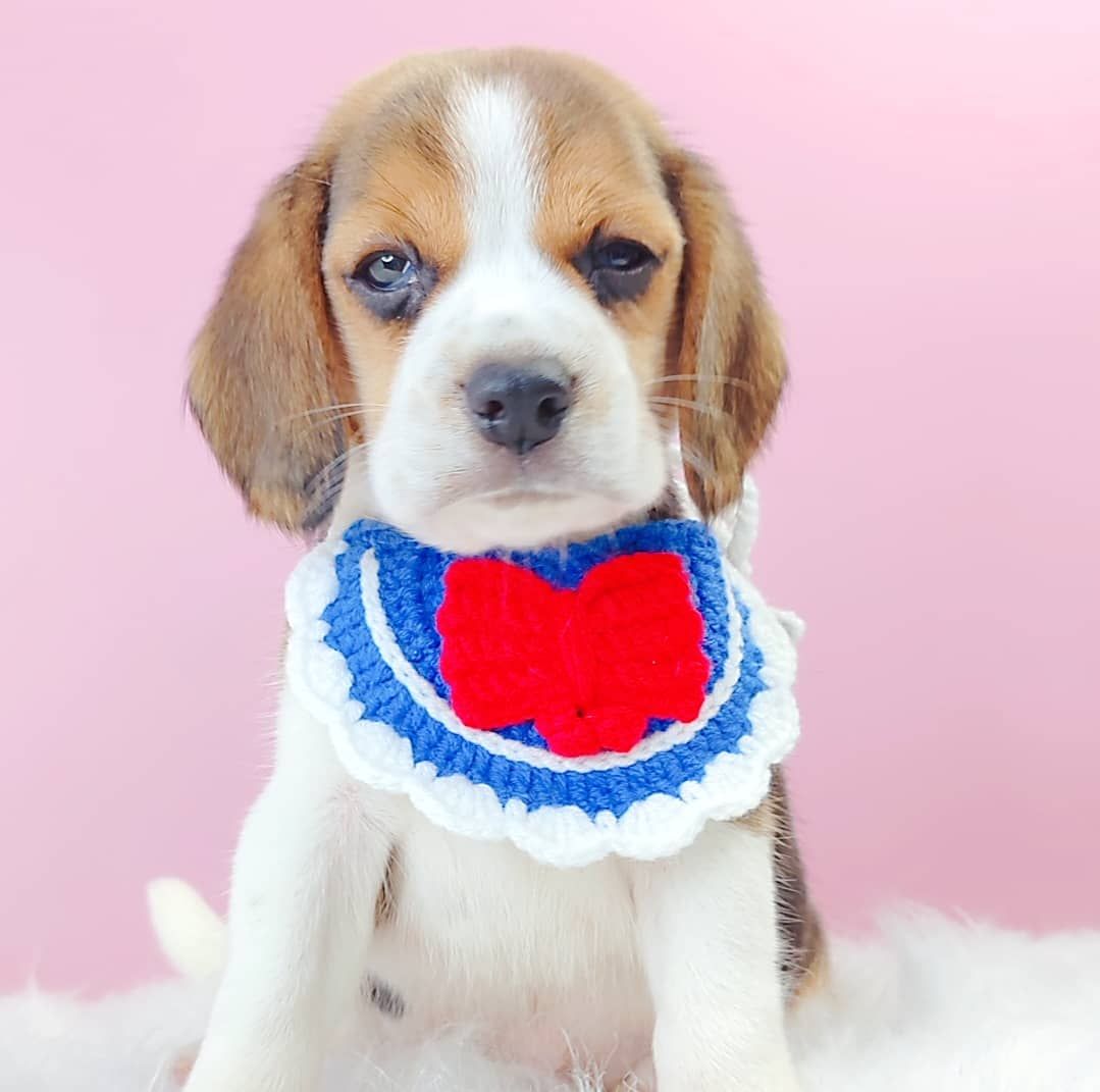 Beagle 米格鲁