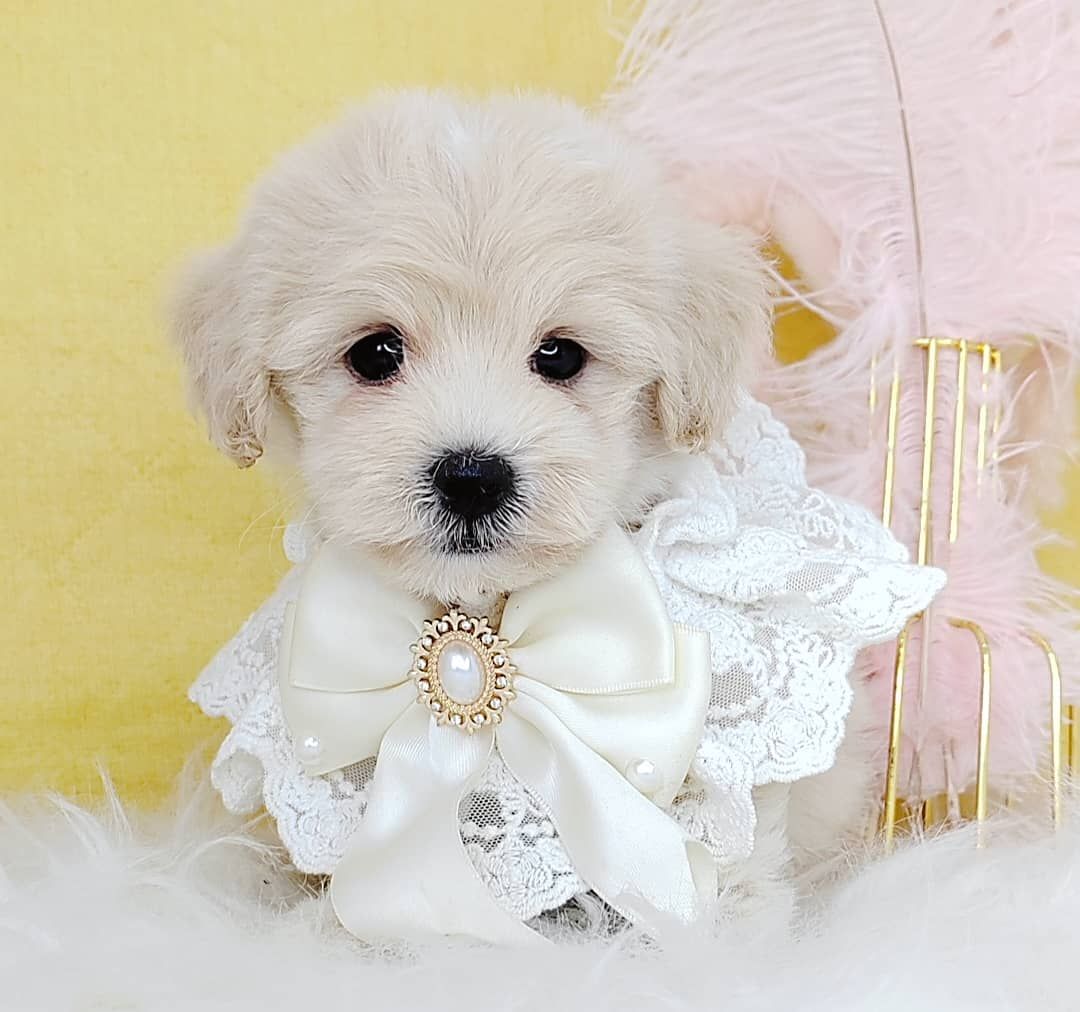 Maltipoo 马尔泰迪