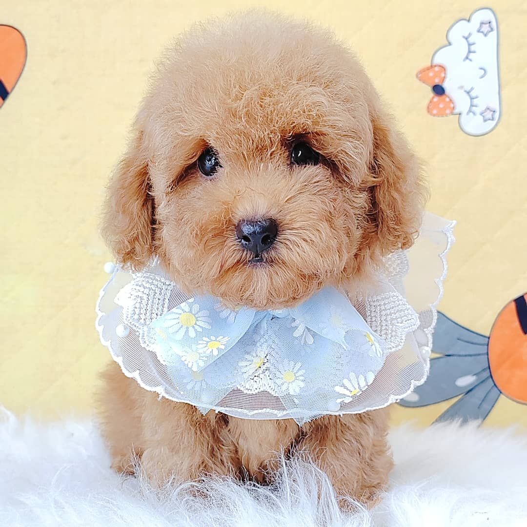 Poodle 娉拌开璐靛