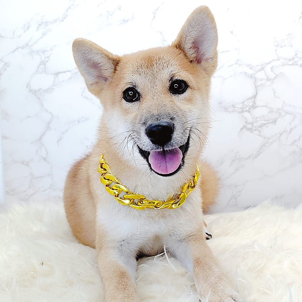 Shiba Inu 柴犬