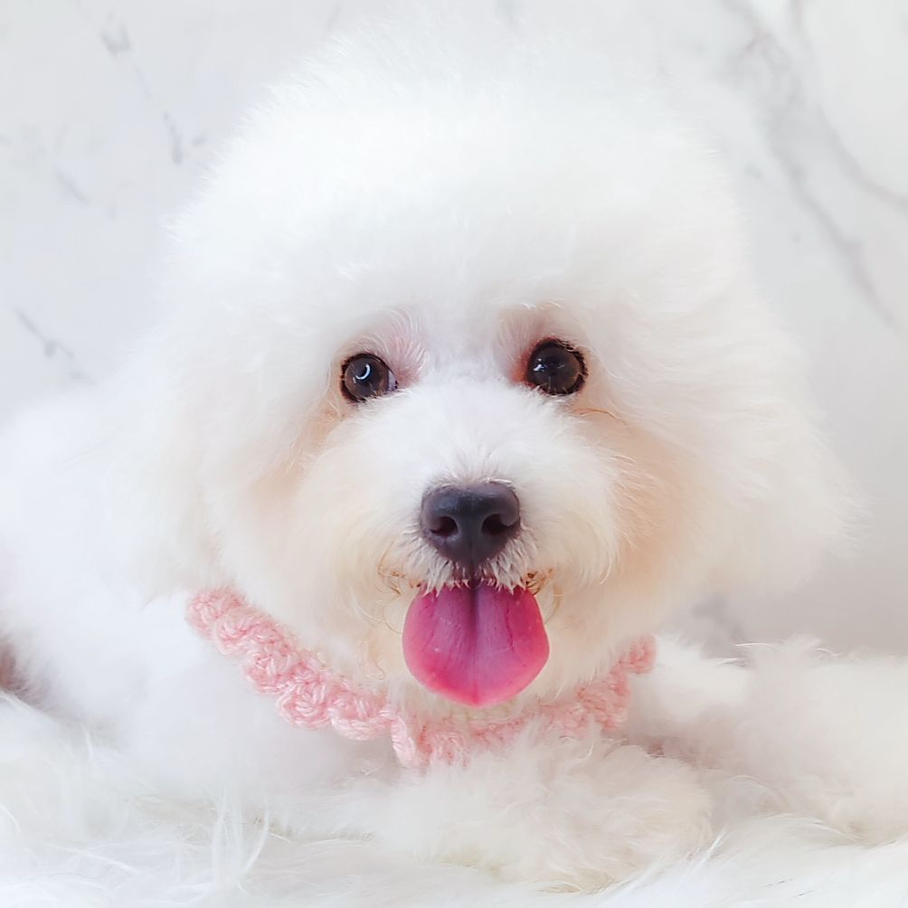 Bichon Frise 比熊