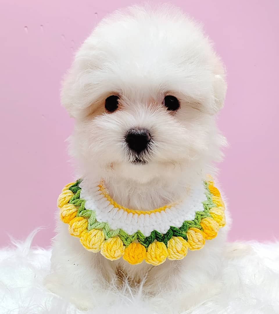 Maltipoo 马尔泰迪