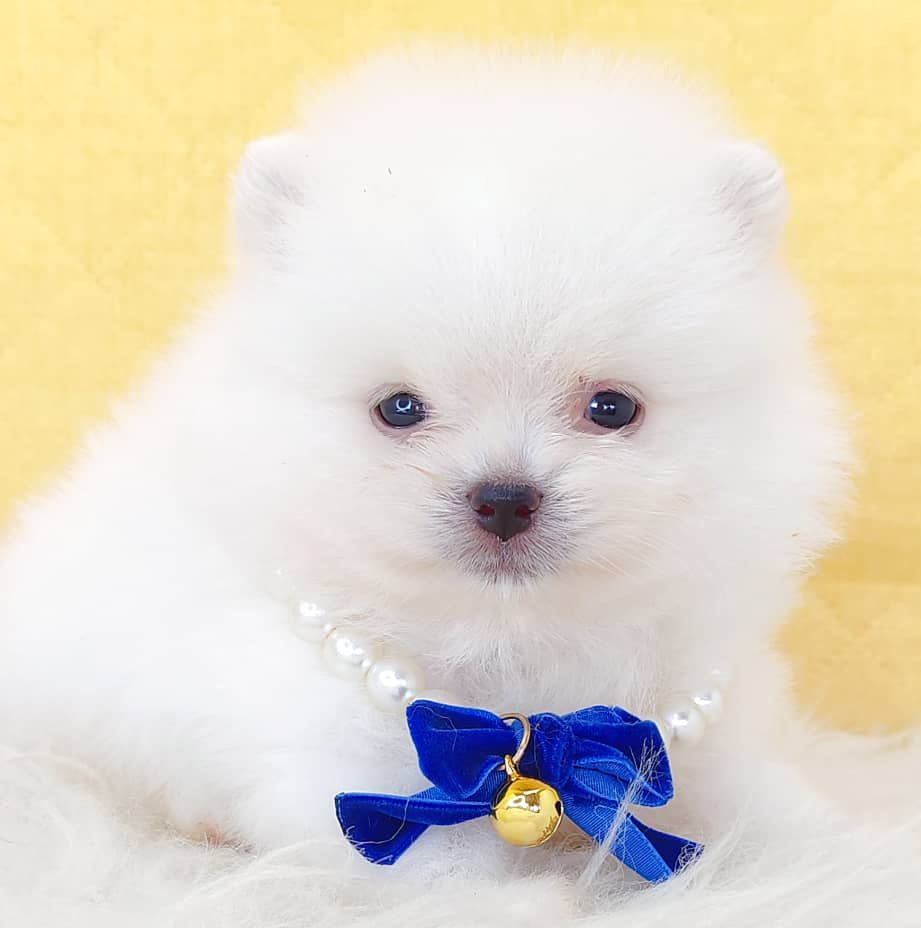 Pomeranian 博美