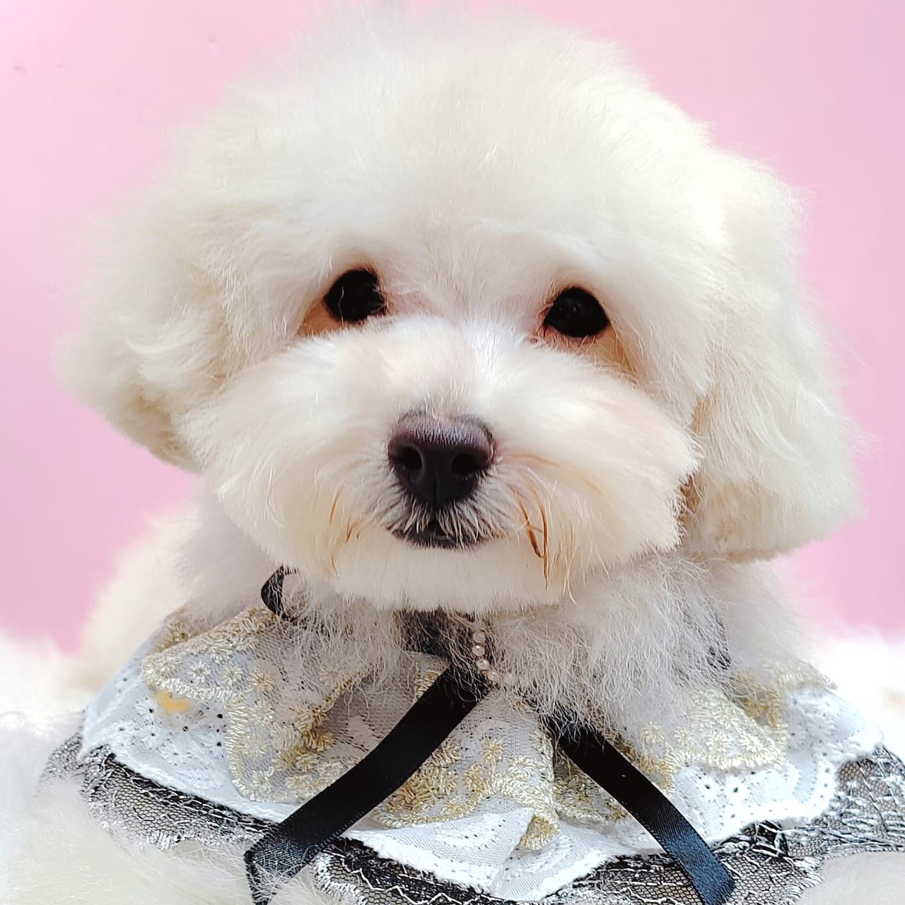 Bichonpoo 泰迪熊