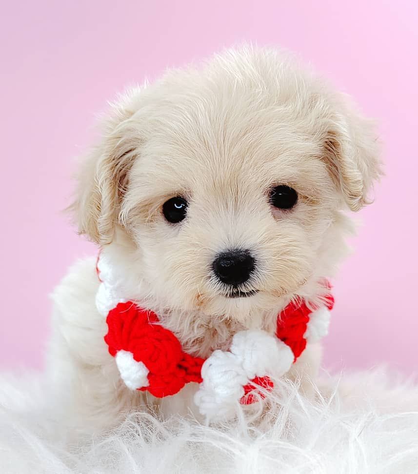 Maltipoo 马尔泰迪