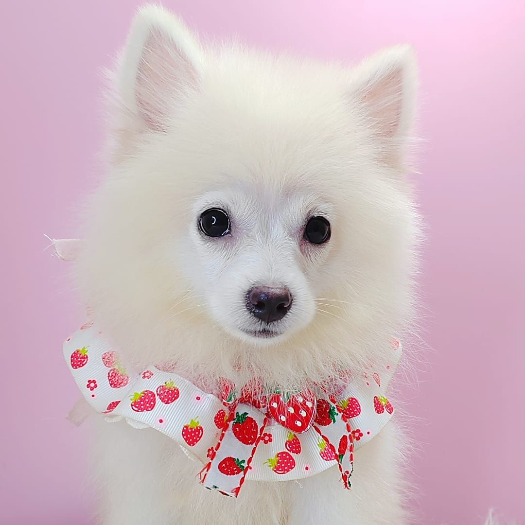 Pomsky 博士奇