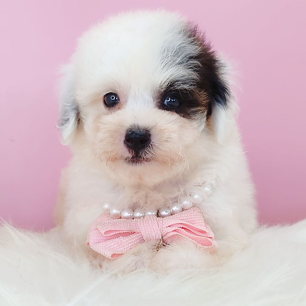 Poodle 娉拌开璐靛