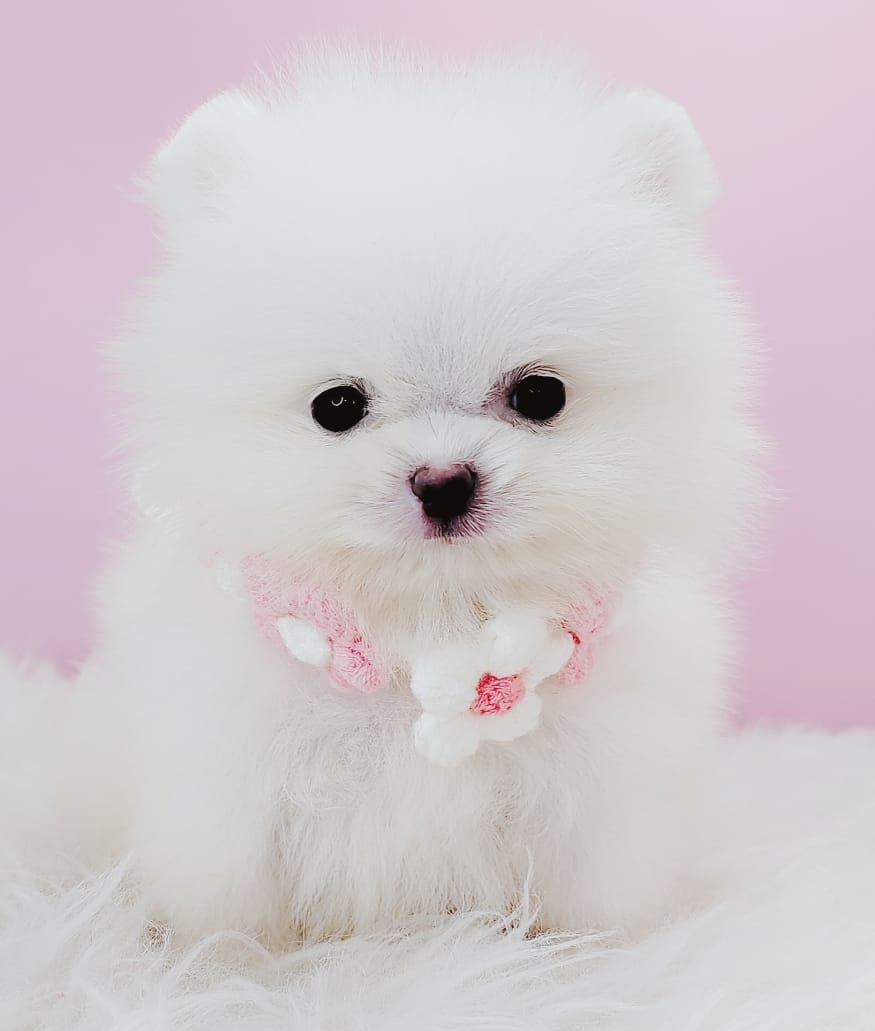 Pomeranian 博美