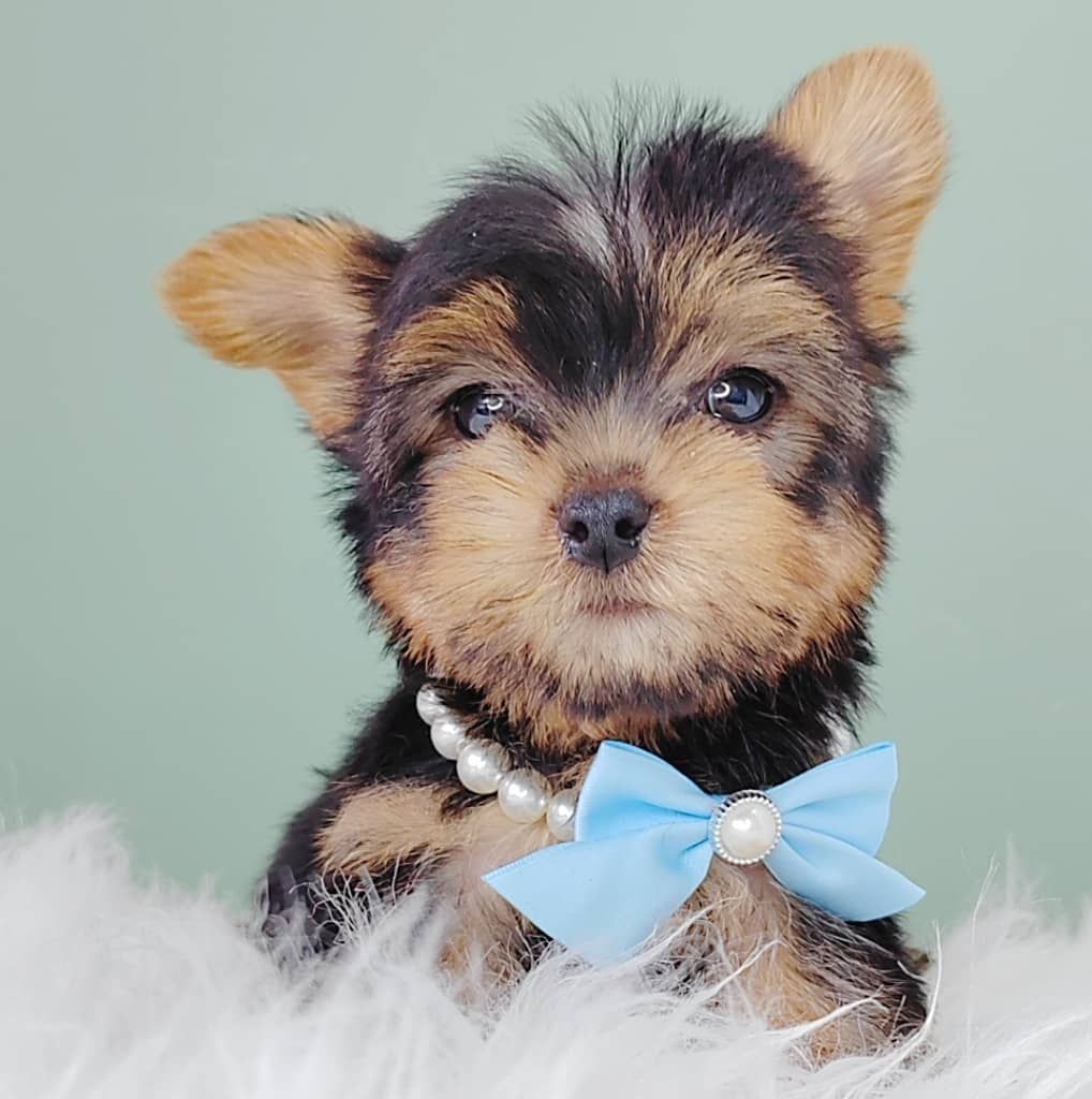 Yorkshire Terrier 约克夏