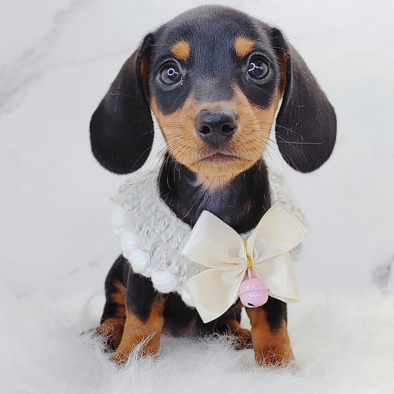 Dachshund 腊肠狗