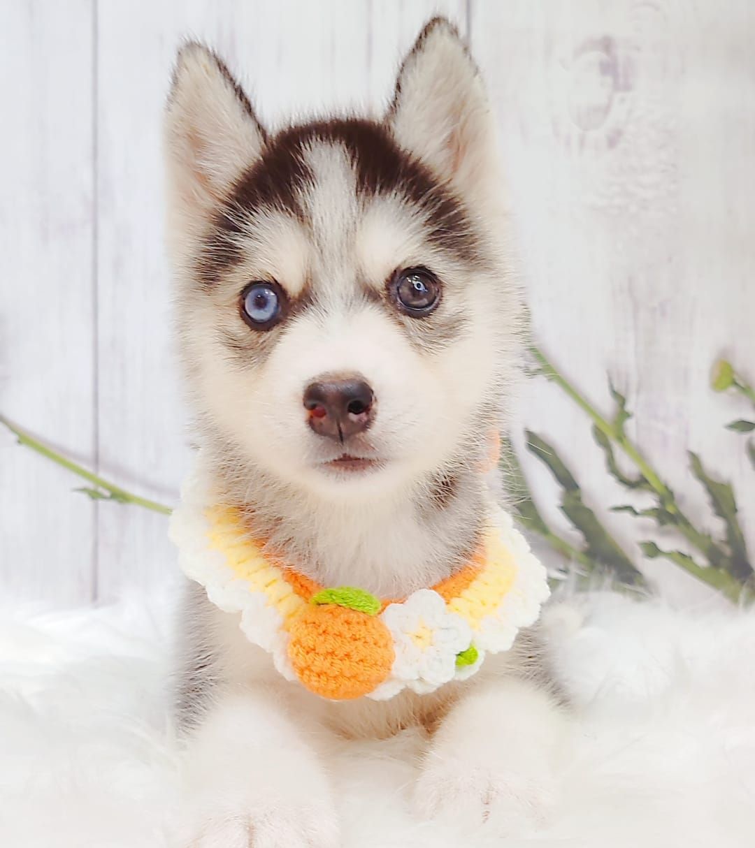 Pomsky 博士奇