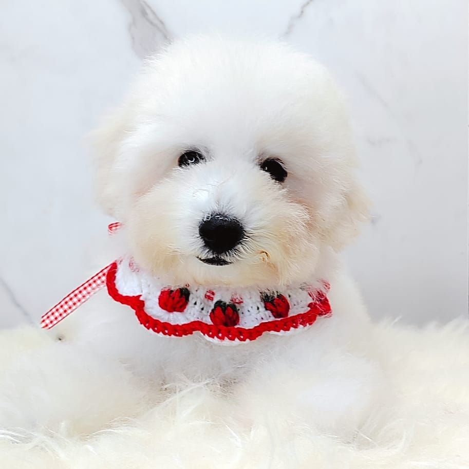 Poodle 娉拌开璐靛