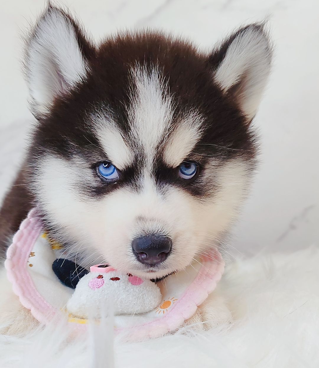 Wooly Husky 长毛哈士奇