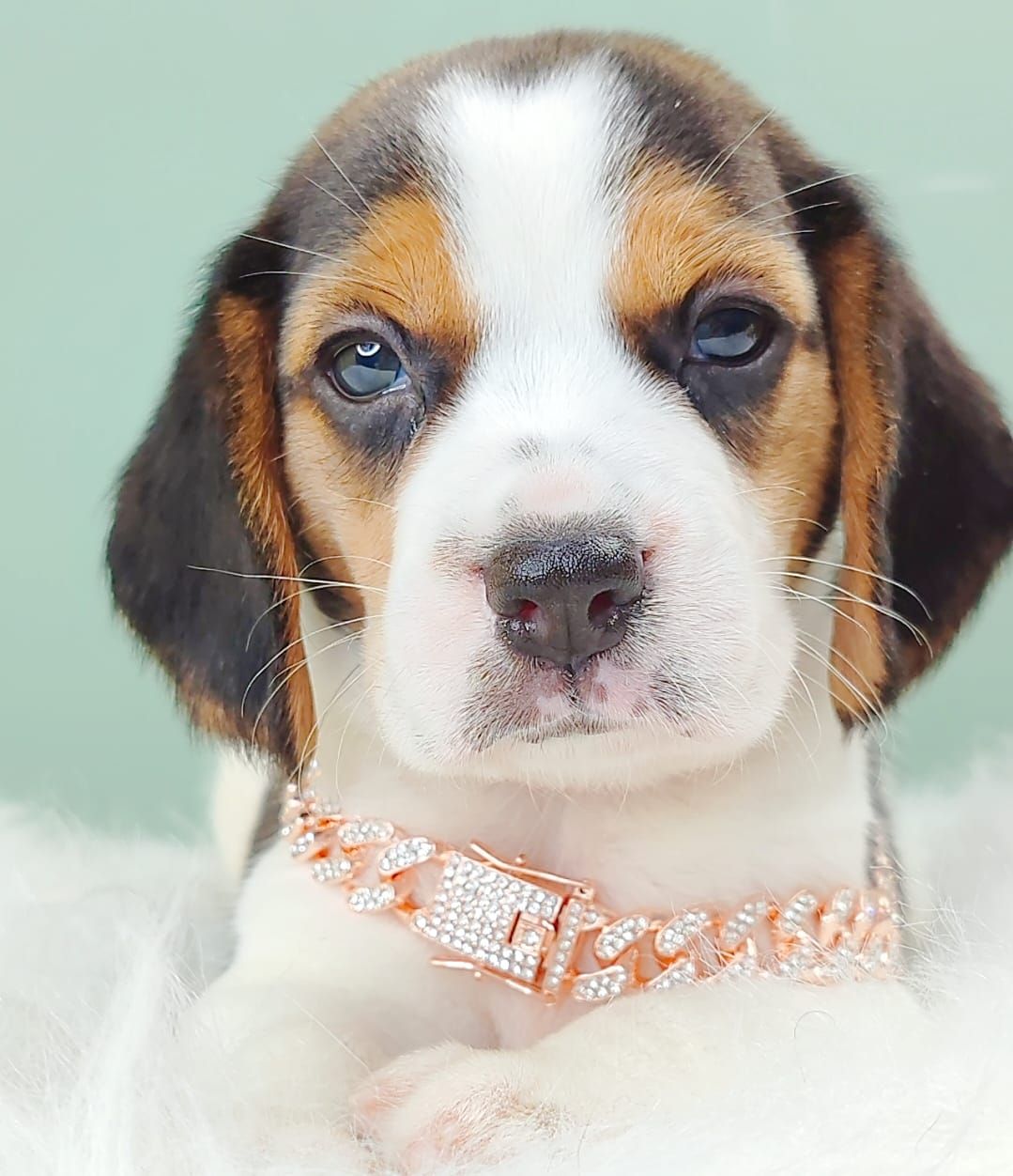 Beagle 米格鲁