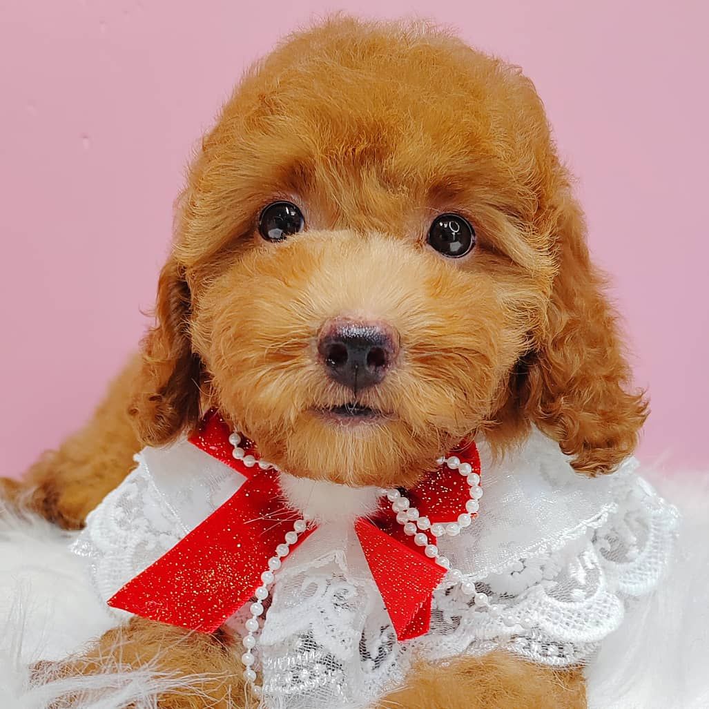Poodle 娉拌开璐靛