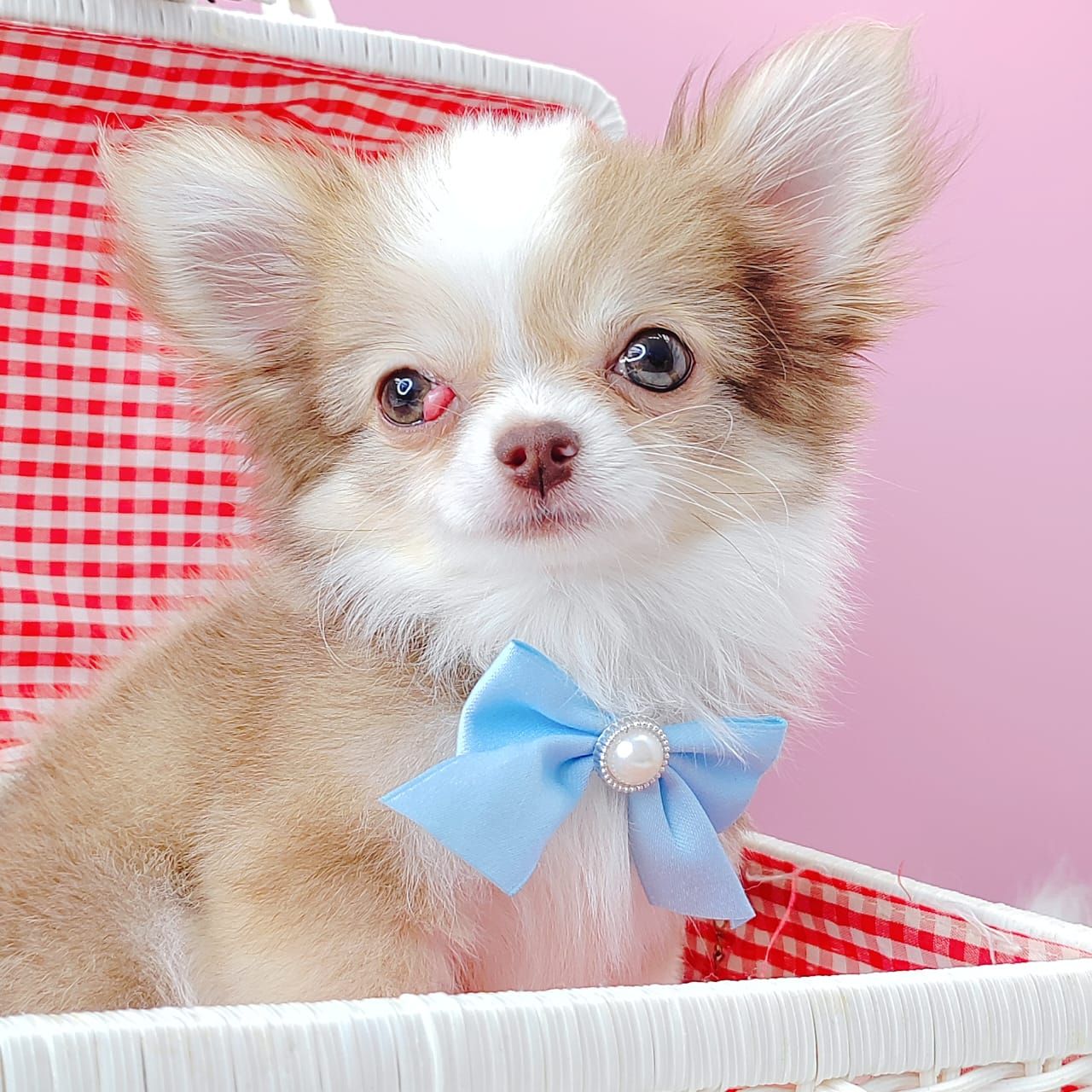 Chihuahua 吉娃娃