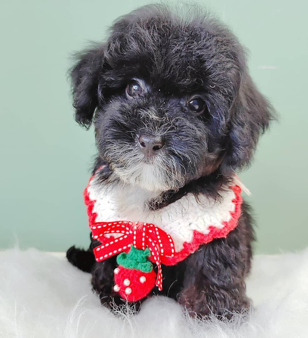 Poodle 璐靛娉拌开