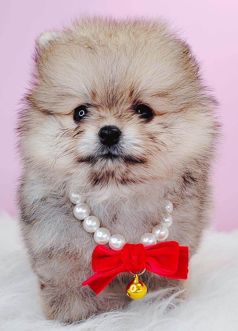 Pomeranian 博美