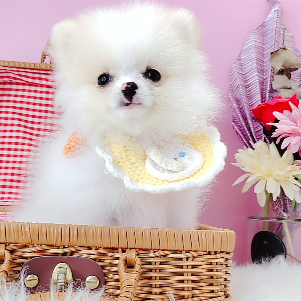 Pomeranian 博美