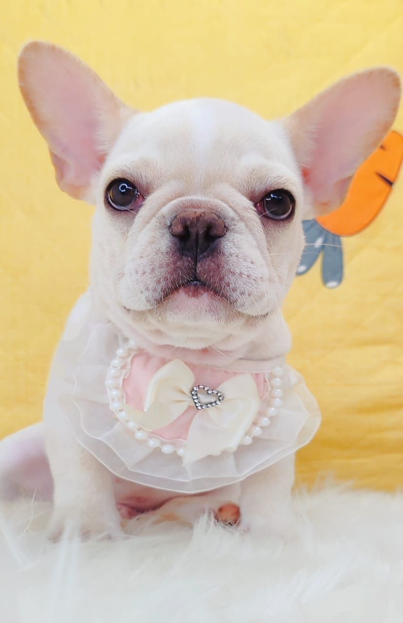 French Bulldog 法斗