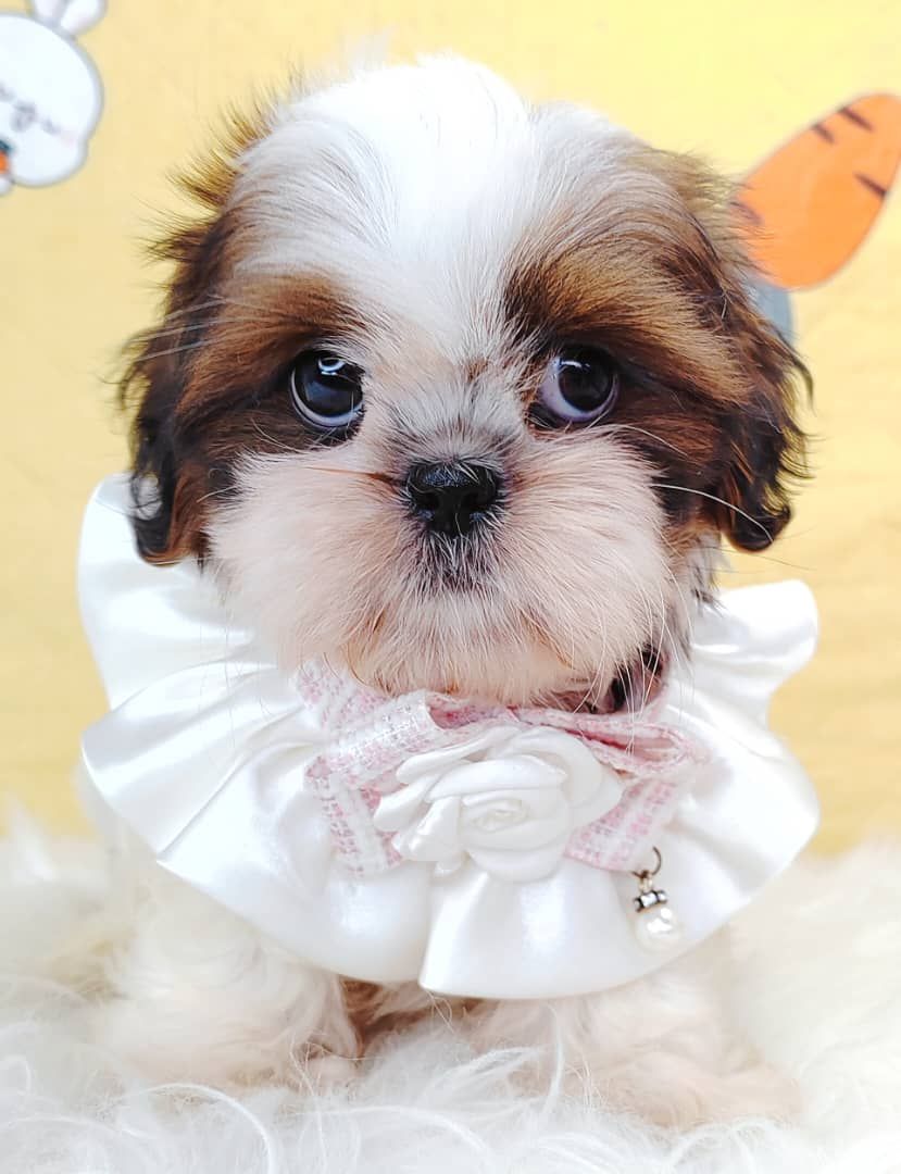 Shih Tzu 西施