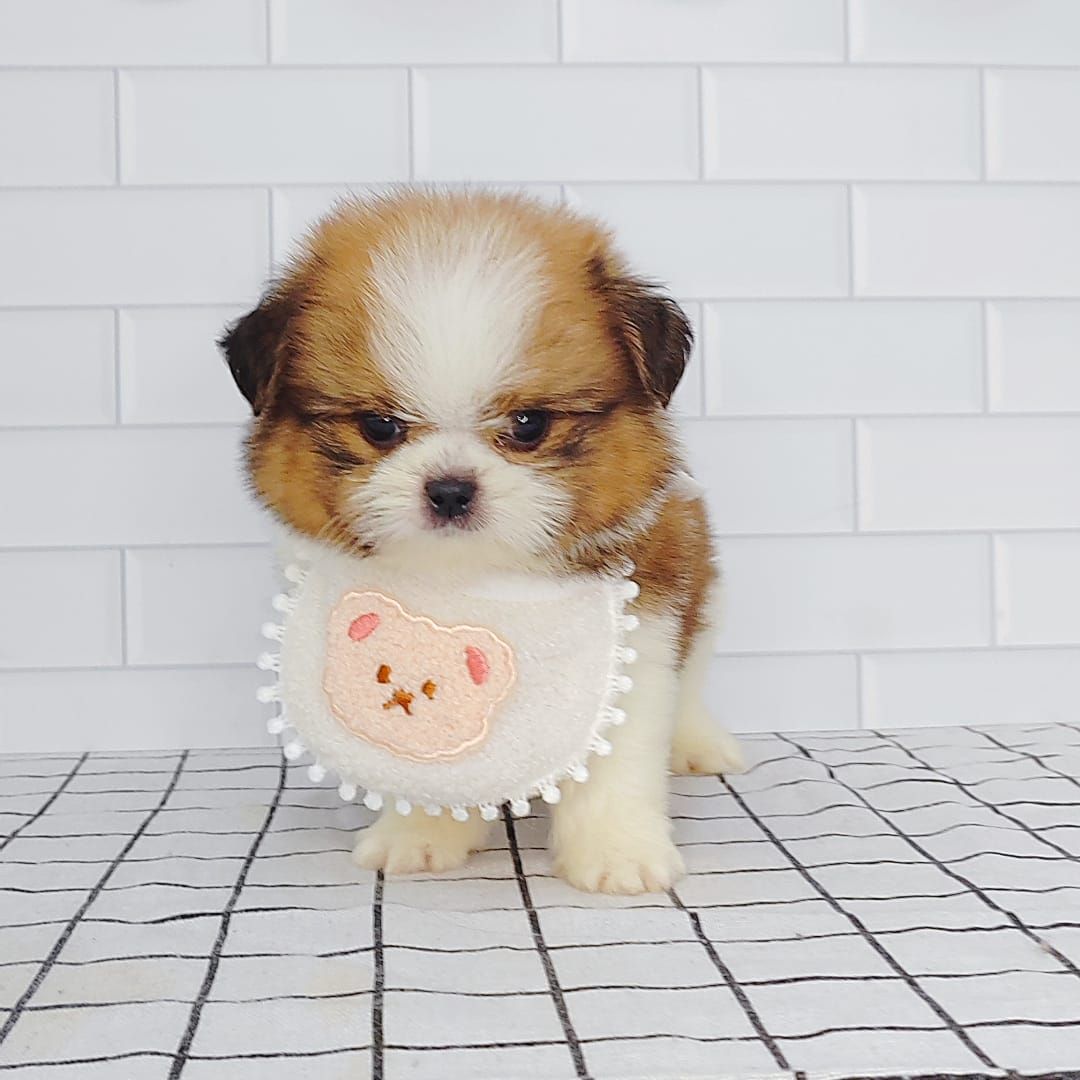 Shih Tzu 西施
