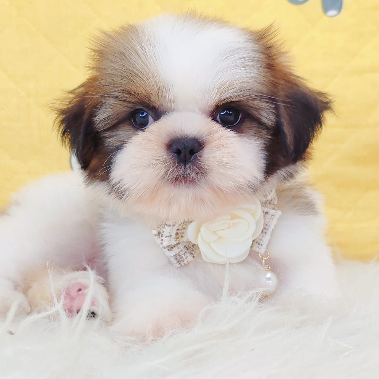 Shih Tzu 西施