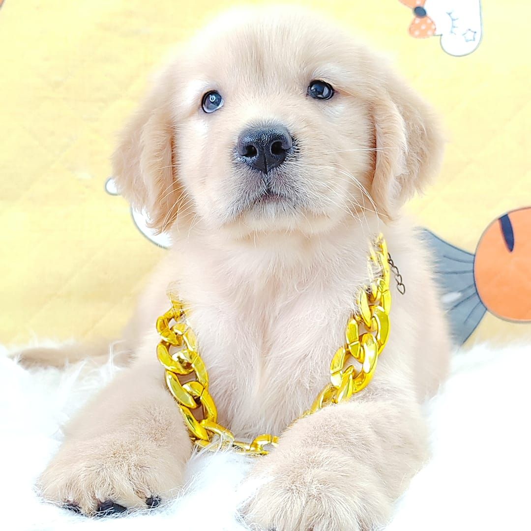 Golden Retriever 黄金猎犬