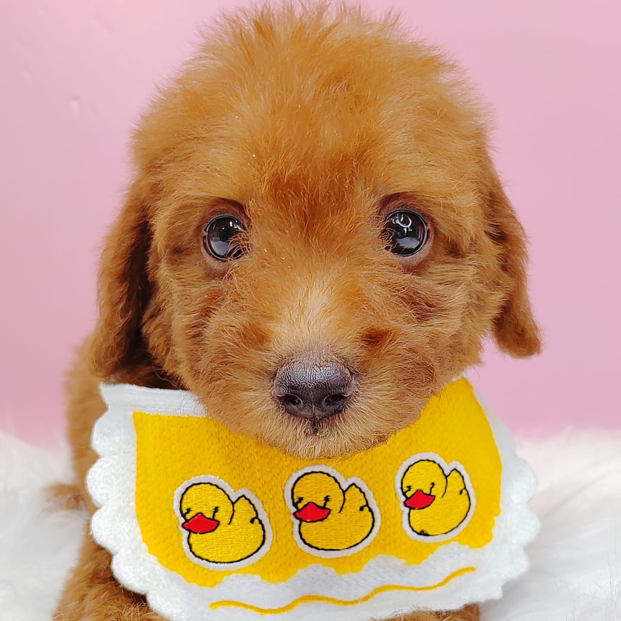 Maltipoo 马尔泰迪