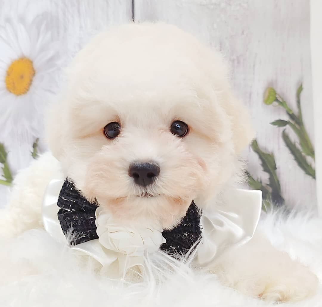Maltipoo 马尔泰迪