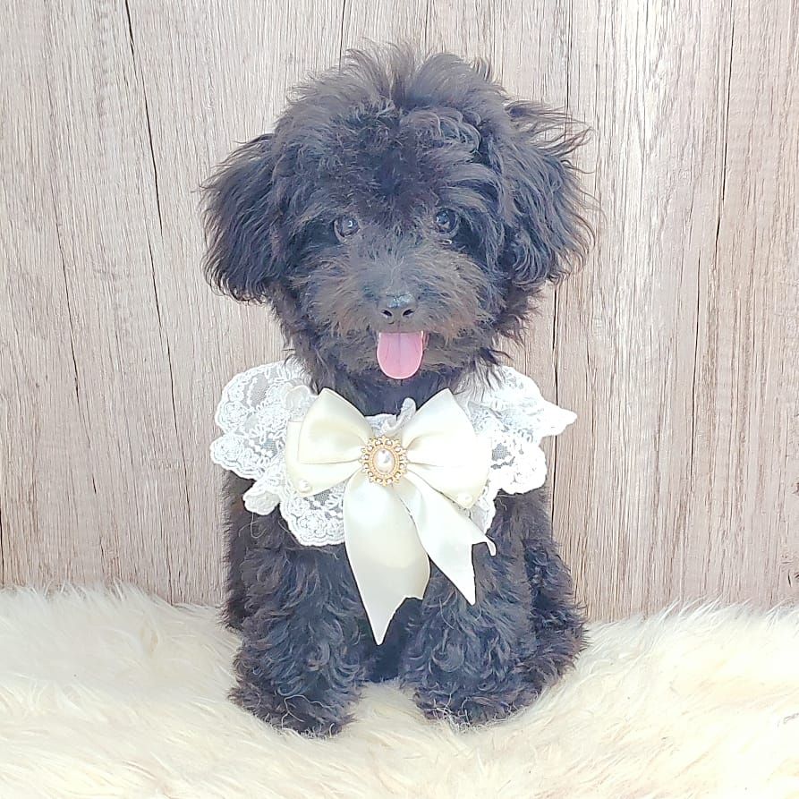 Poodle 娉拌开璐靛