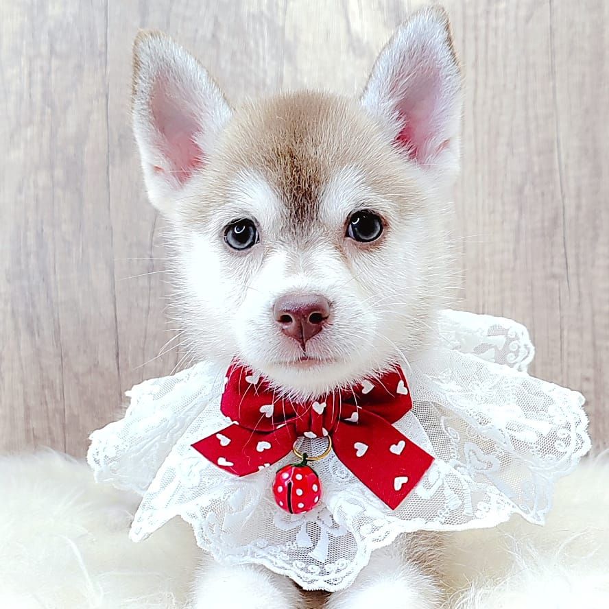Pomsky 博士奇