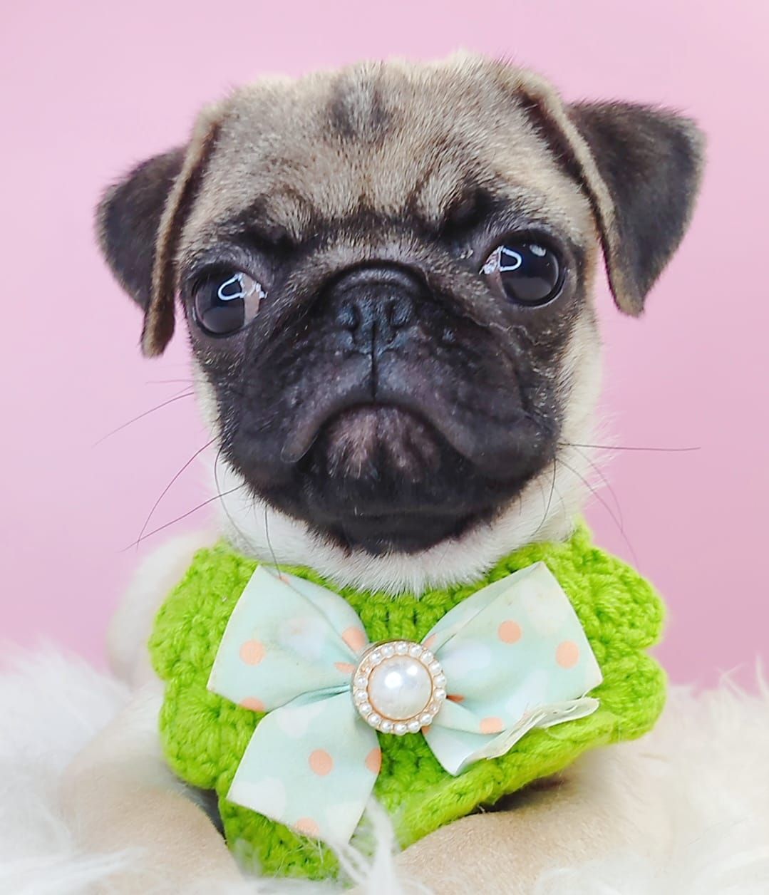 Pug 巴哥