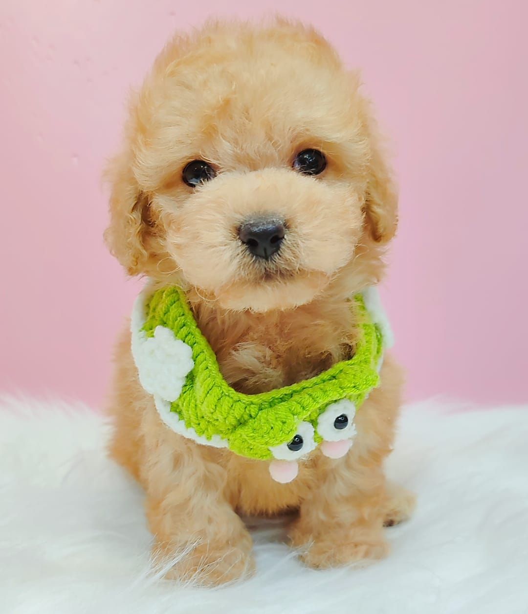 Poodle 娉拌开璐靛
