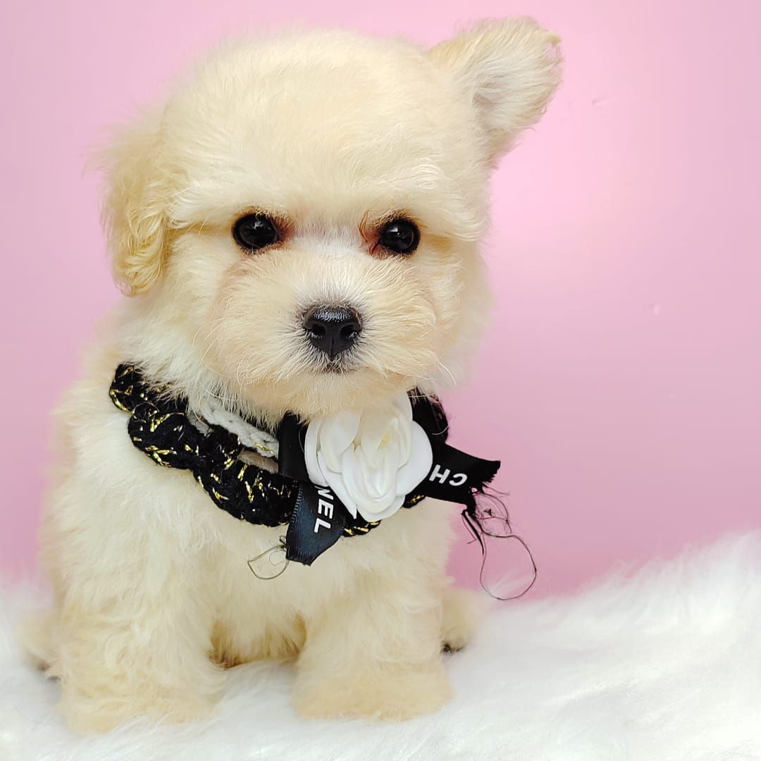 Poodle 娉拌开璐靛