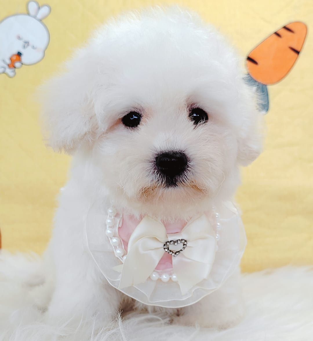 Bichon Frise 比熊
