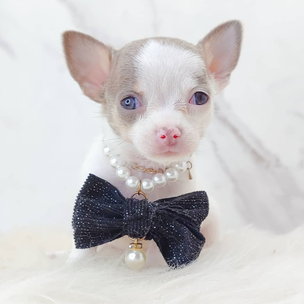 Chihuahua 吉娃娃