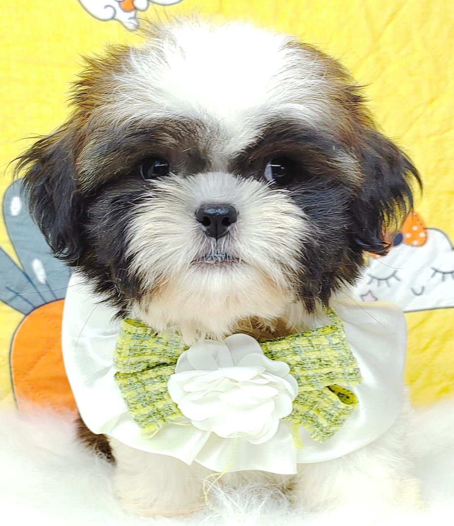 Shih Tzu 西施