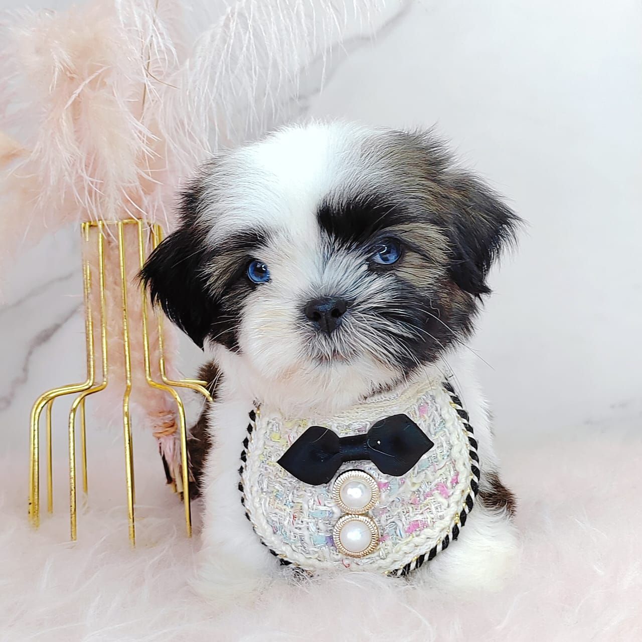 Shih Tzu 西施