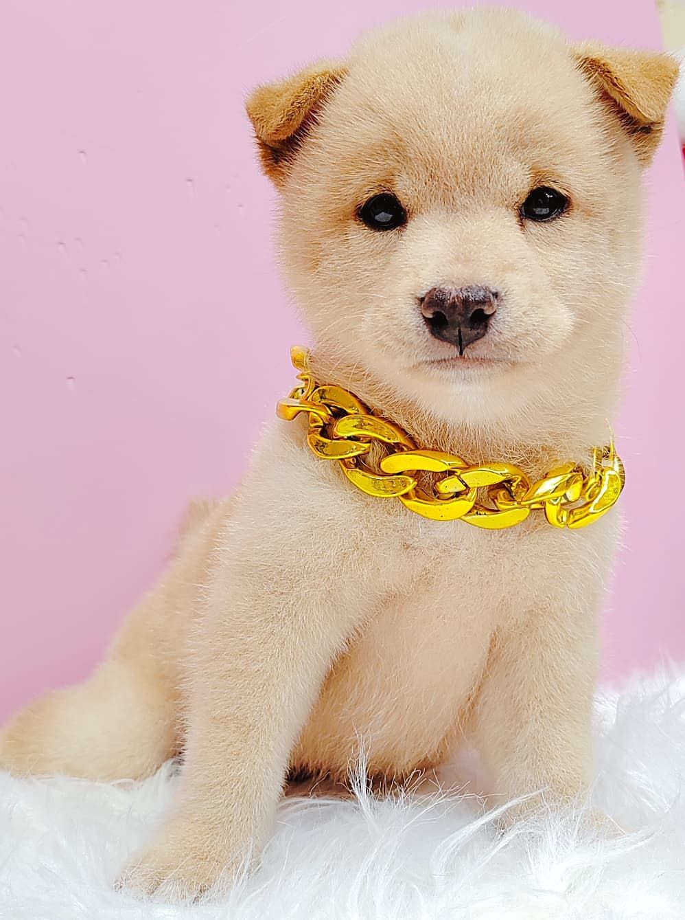 Shiba Inu 柴犬