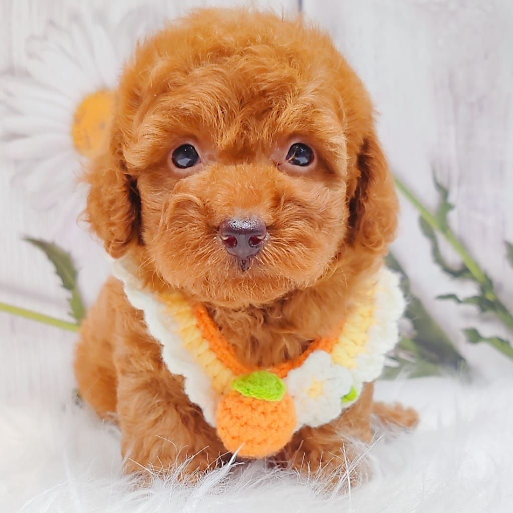 Poodle 娉拌开璐靛