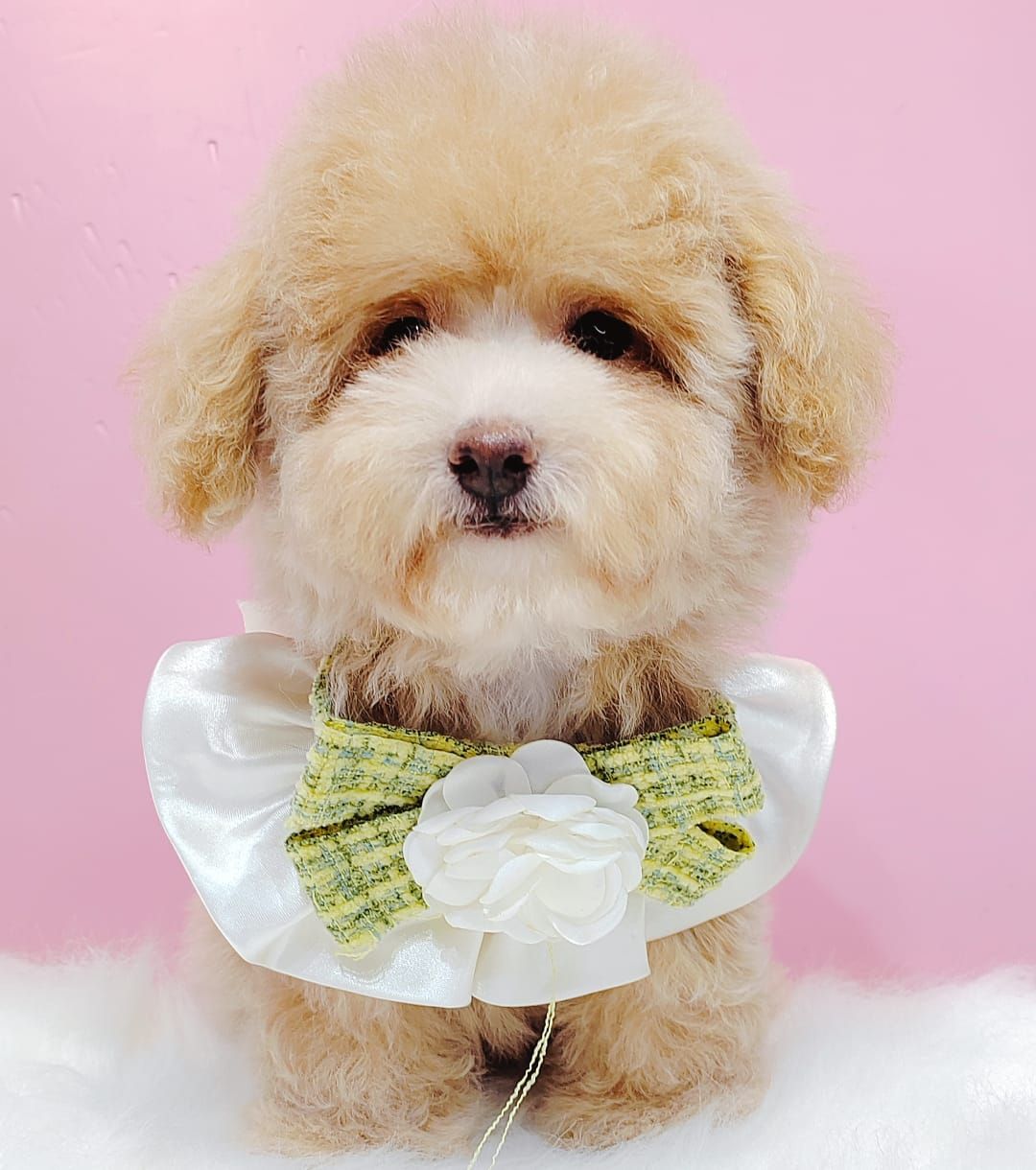 Maltipoo 马尔泰迪