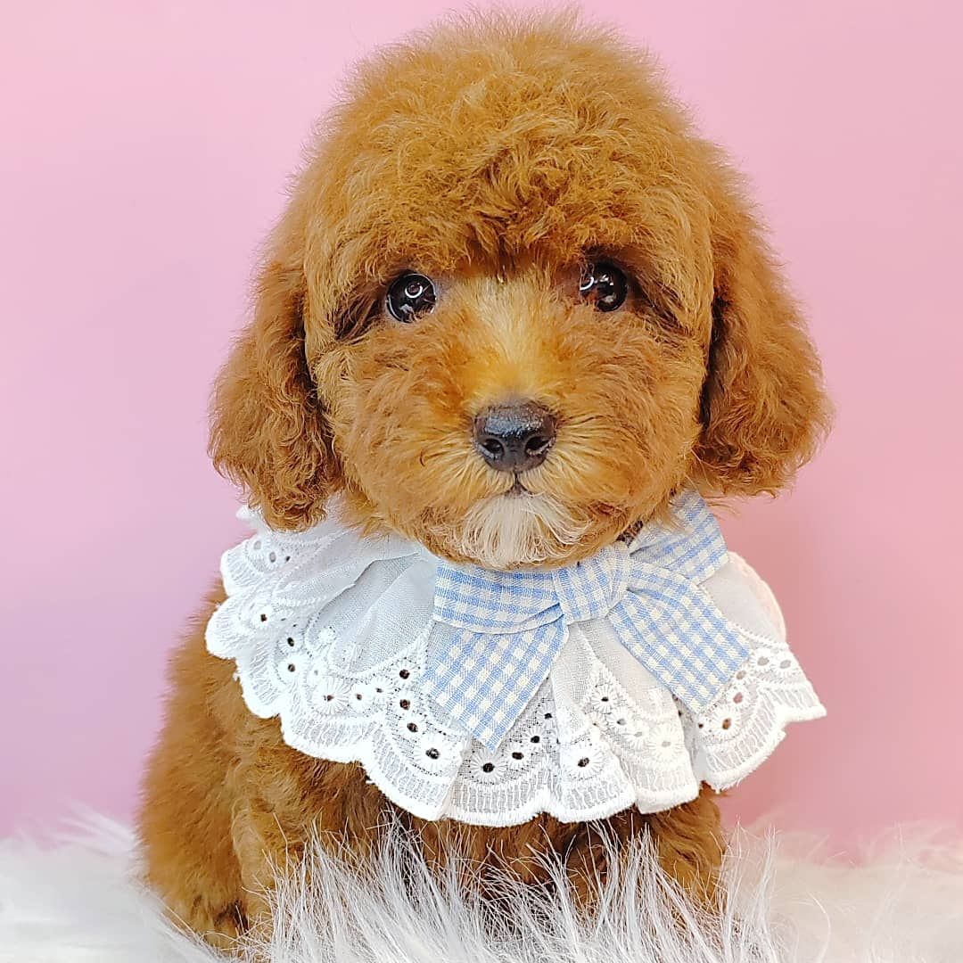 Poodle 娉拌开璐靛
