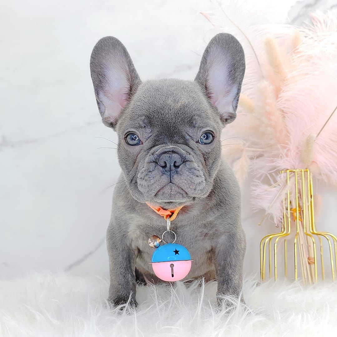 French Bulldog 法斗