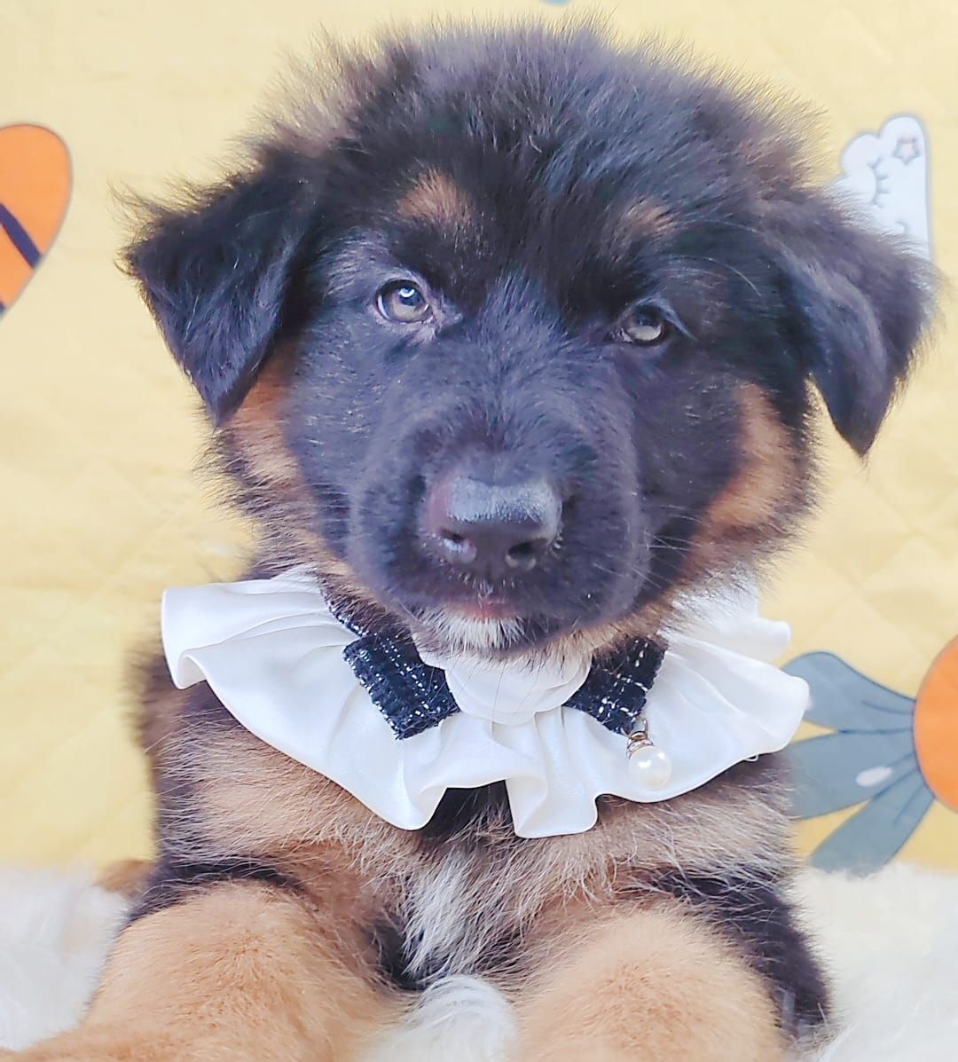 German Shepherd 德国牧羊犬