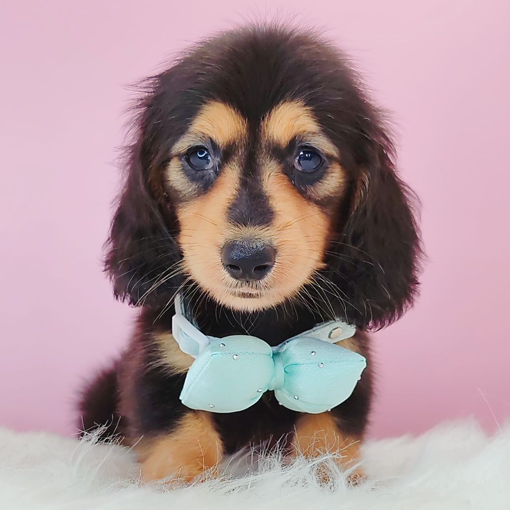 Dachshund 腊肠狗